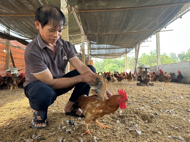 Giúp gà đồi tránh stress, dịch bệnh mùa nắng nóng